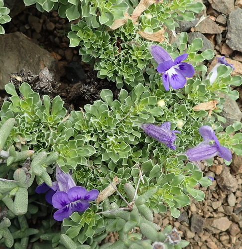 Image of Aptosimum indivisum by (c) Nicola van Berkel, some rights reserved (CC BY-SA)