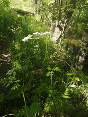 Anthriscus sylvestris