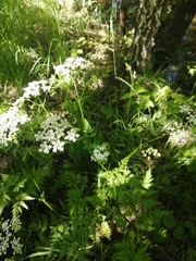 Anthriscus sylvestris