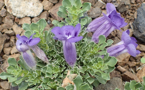 Image of Aptosimum indivisum by (c) Nicola van Berkel, some rights reserved (CC BY-SA)