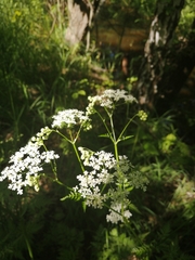 Anthriscus sylvestris
