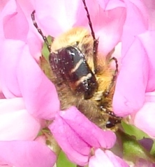 Trichiotinus assimilis