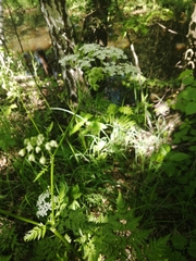 Anthriscus sylvestris