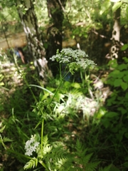 Anthriscus sylvestris