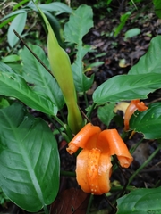 Dieffenbachia burgeri