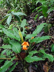Dieffenbachia burgeri