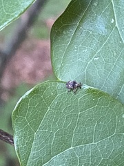Eubulus