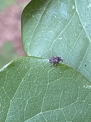 Eubulus