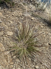 Stipa glareosa