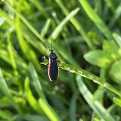 Scadra okinawensis