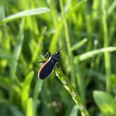 Scadra okinawensis