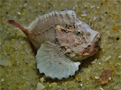 Deep Velvetfish photo 1