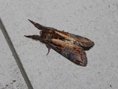 Notodonta scitipennis