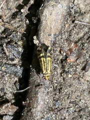 Nemophora ochsenheimerella