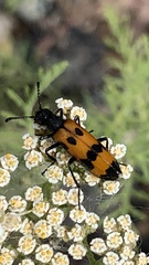 Mylabris quadripunctata