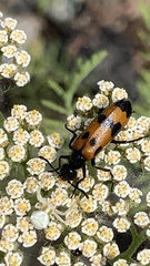 Mylabris quadripunctata