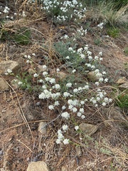 Smelowskia alba