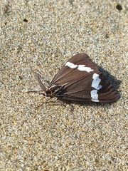 Nyctemera annulata × amicus