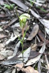 Pterostylis dolichochila