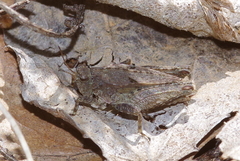 Tetrix tenuicornis