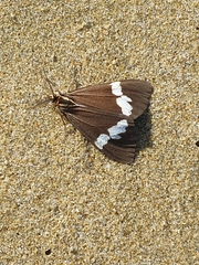 Nyctemera annulata × amicus