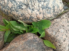 Plantago major