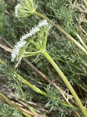 Ferulopsis hystrix