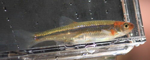 Rosyface shiner (Notropis rubellus) — Cyprinidae — 5