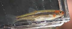 Notropis rubellus