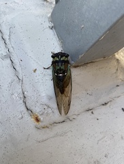 Neotibicen lyricen virescens