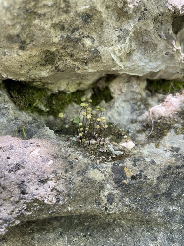 Image of Mannia triandra by (c) Brandon Corder, some rights reserved (CC BY)