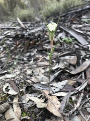Pterostylis dolichochila