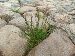 Poa pratensis