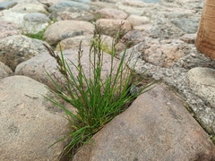Poa pratensis