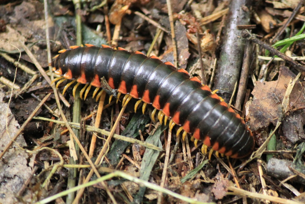 Almond Millipede