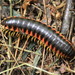 Red-sided Flat Millipede - Photo (c) Kathy Richardson, some rights reserved (CC BY-NC), uploaded by Kathy Richardson