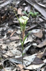 Pterostylis dolichochila