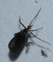 Rhamphomyia longicauda