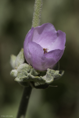 Malacothamnus orbiculatus