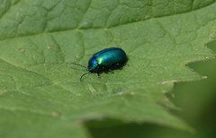 Oreina cacaliae