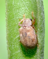 Demotina modesta