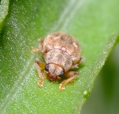 Demotina modesta