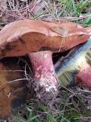 Boletus rubroflammeus