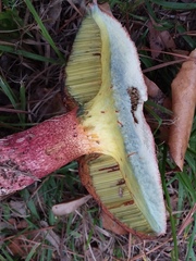 Boletus rubroflammeus