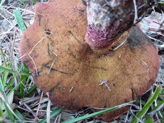 Boletus rubroflammeus