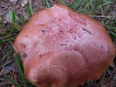 Boletus rubroflammeus
