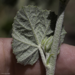 Malacothamnus orbiculatus