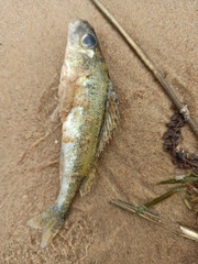 Gymnocephalus cernua