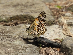 Symbrenthia hypselis