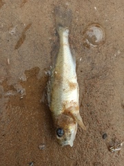 Gymnocephalus cernua